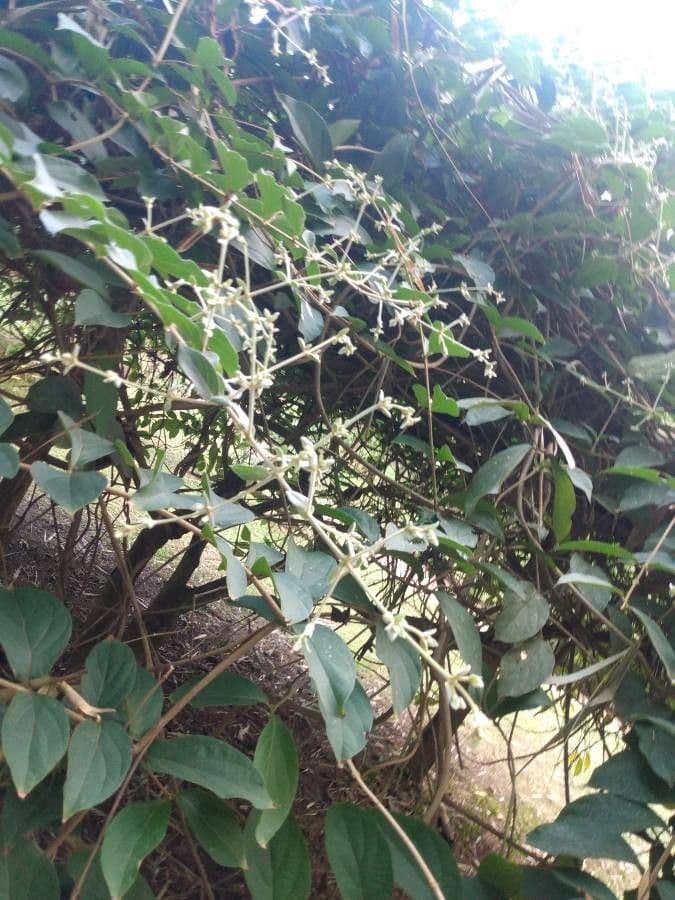 Congea tomentosa 18