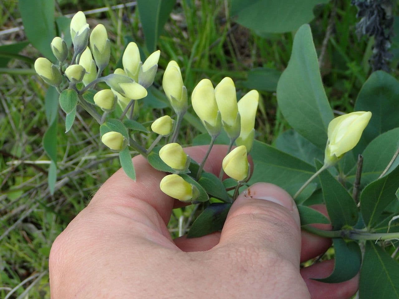 Baptisia bracteata 7