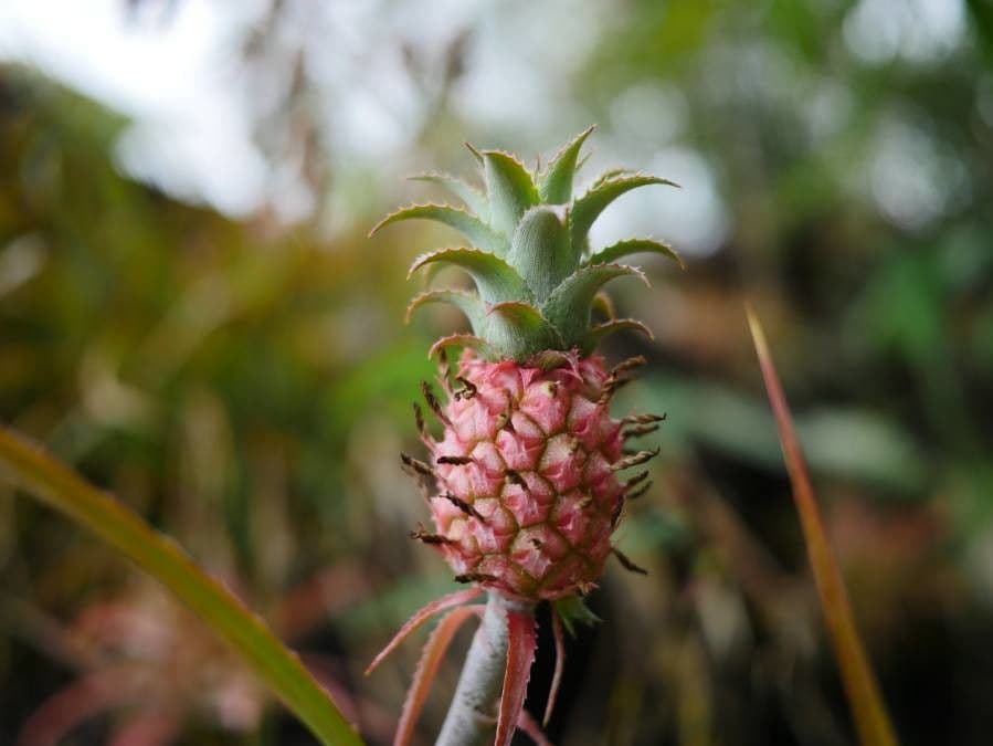 Ananas 2