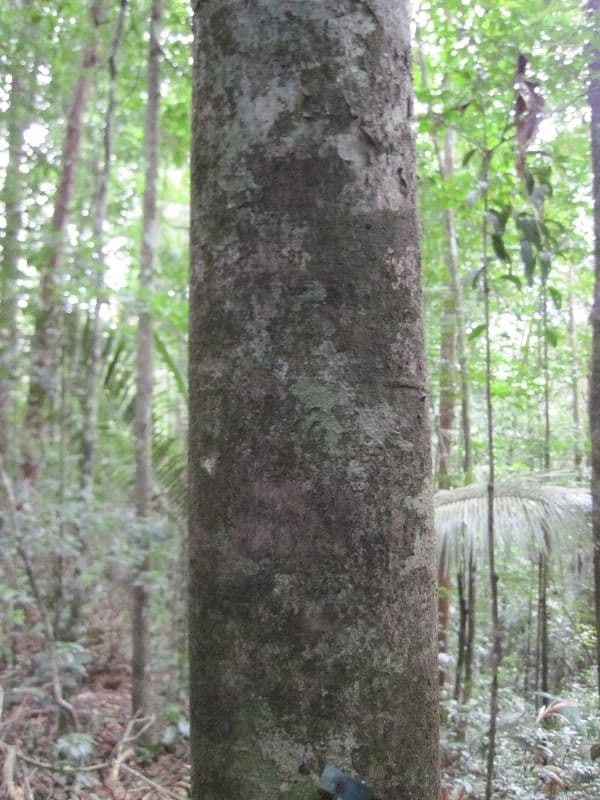 Carapa 6