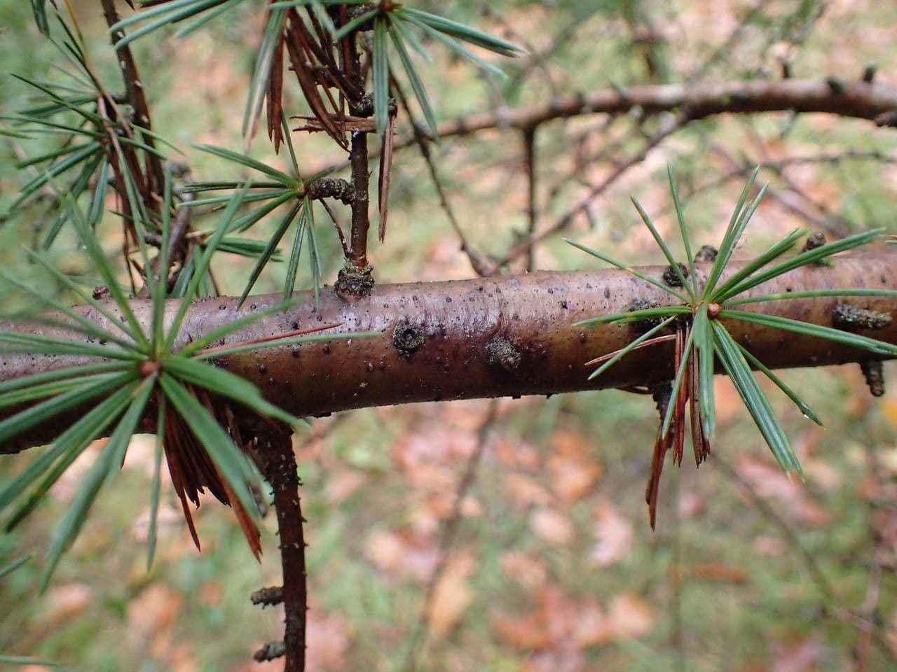 Cedro dell'Atlante