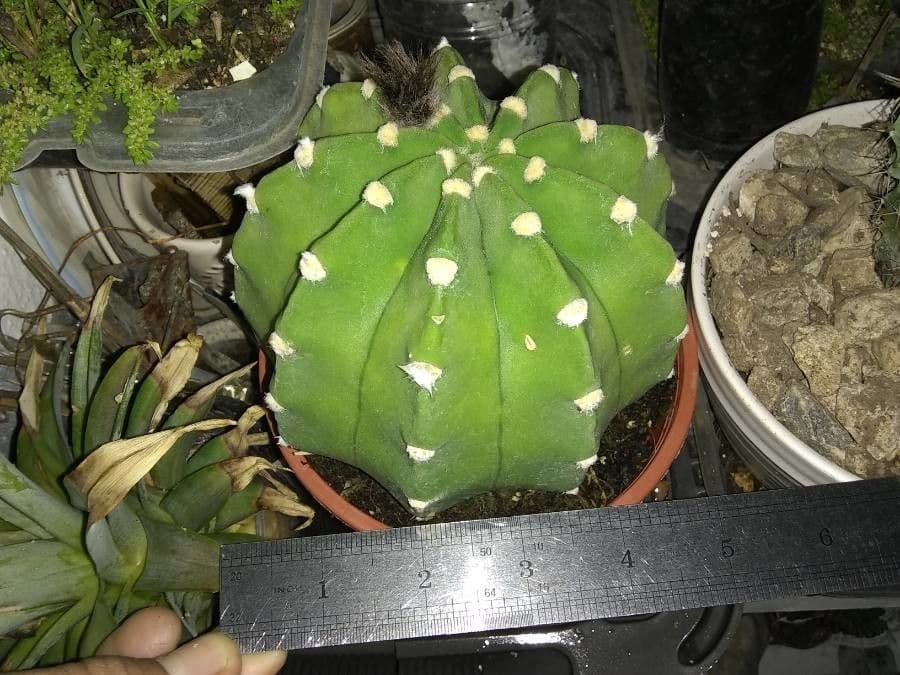 Echinopsis 20