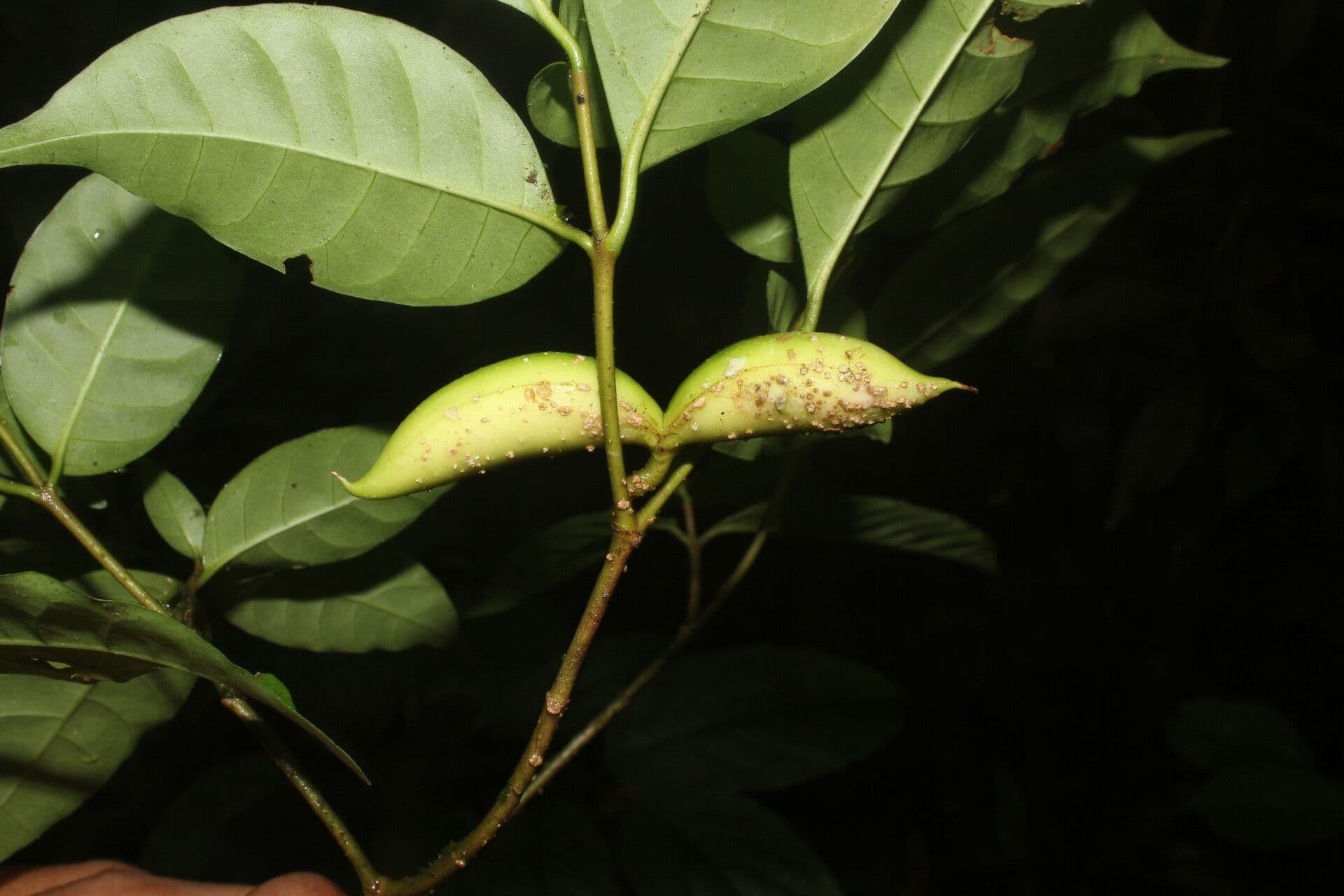 Tabernaemontana 2