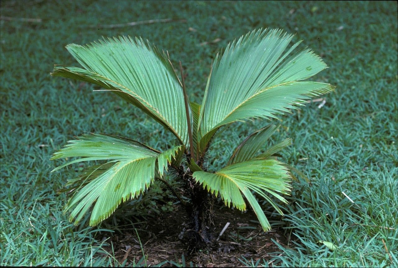 Borsig-Palme 6