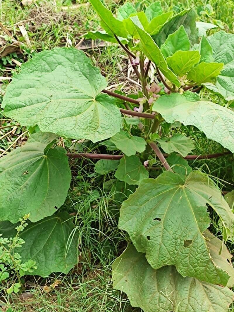 Martynia annua 12