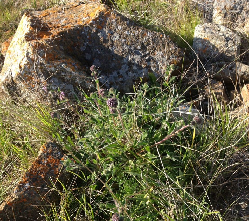 Monardella villosa 13
