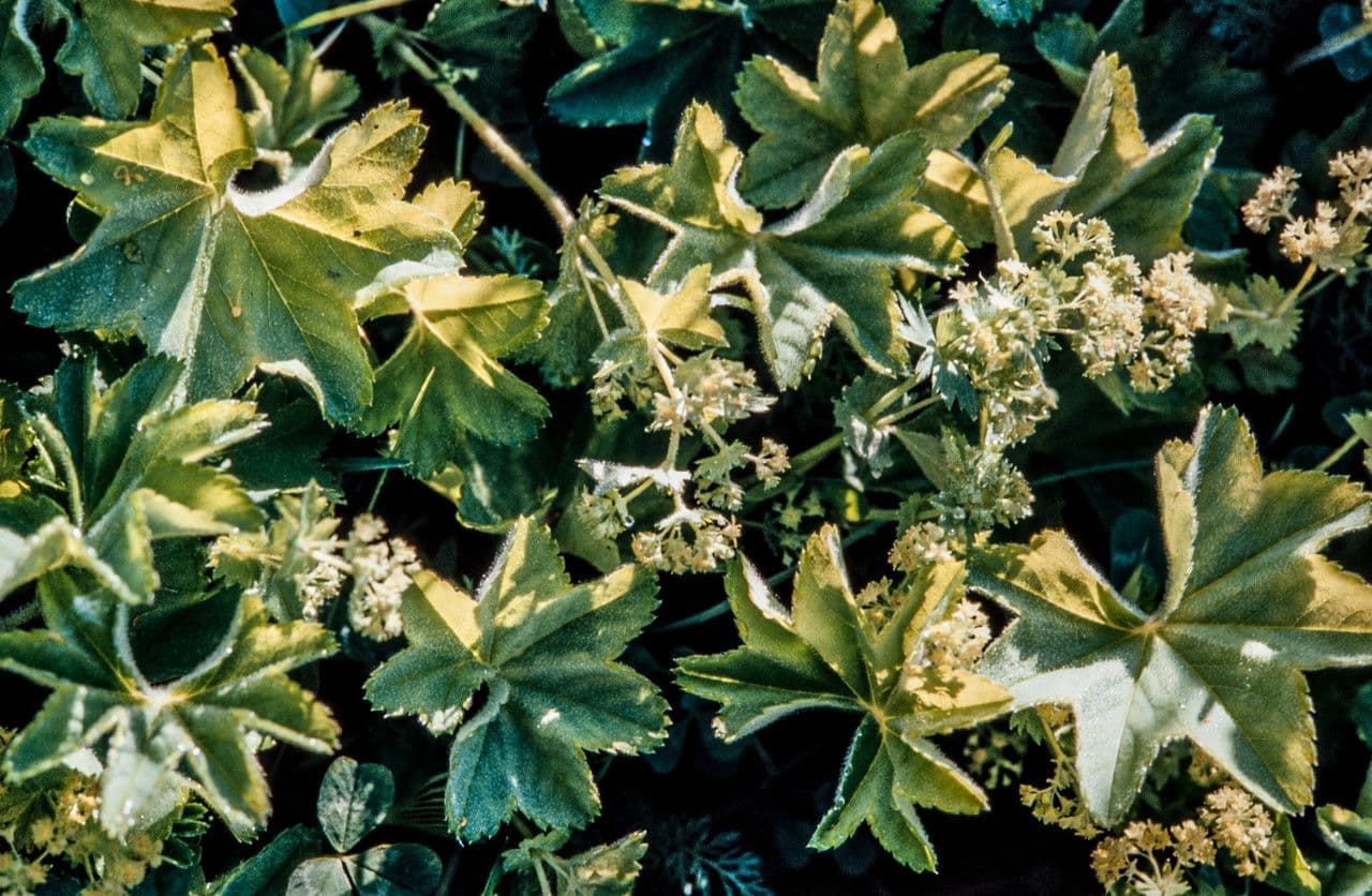 Alchemilla 11