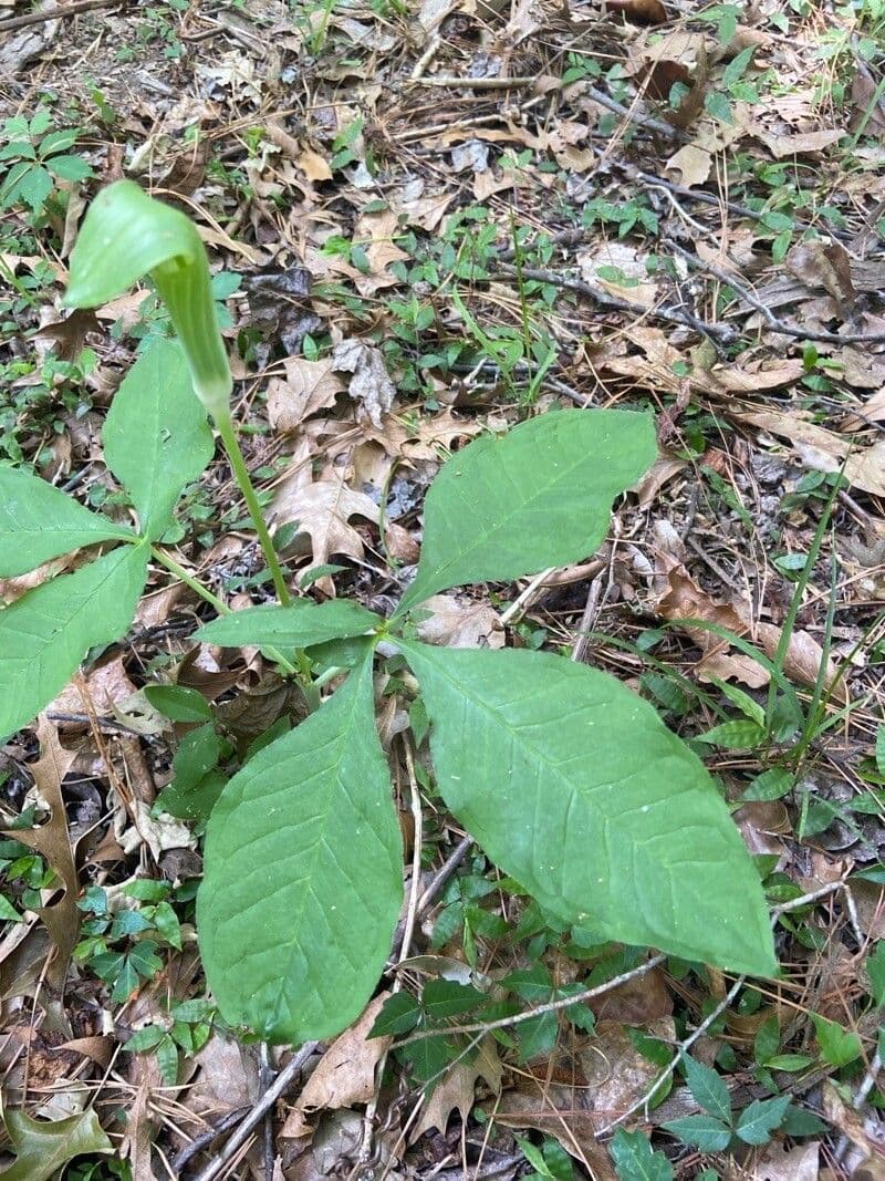 Arisema trójlistna 20
