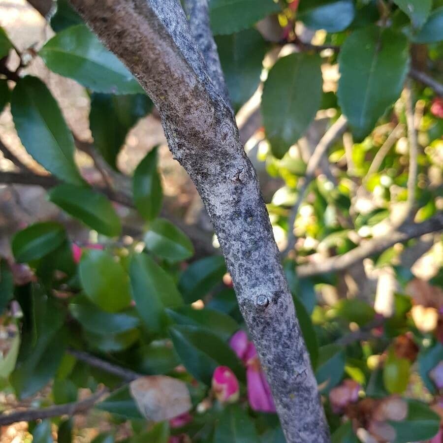 Camelia sasanqua 22