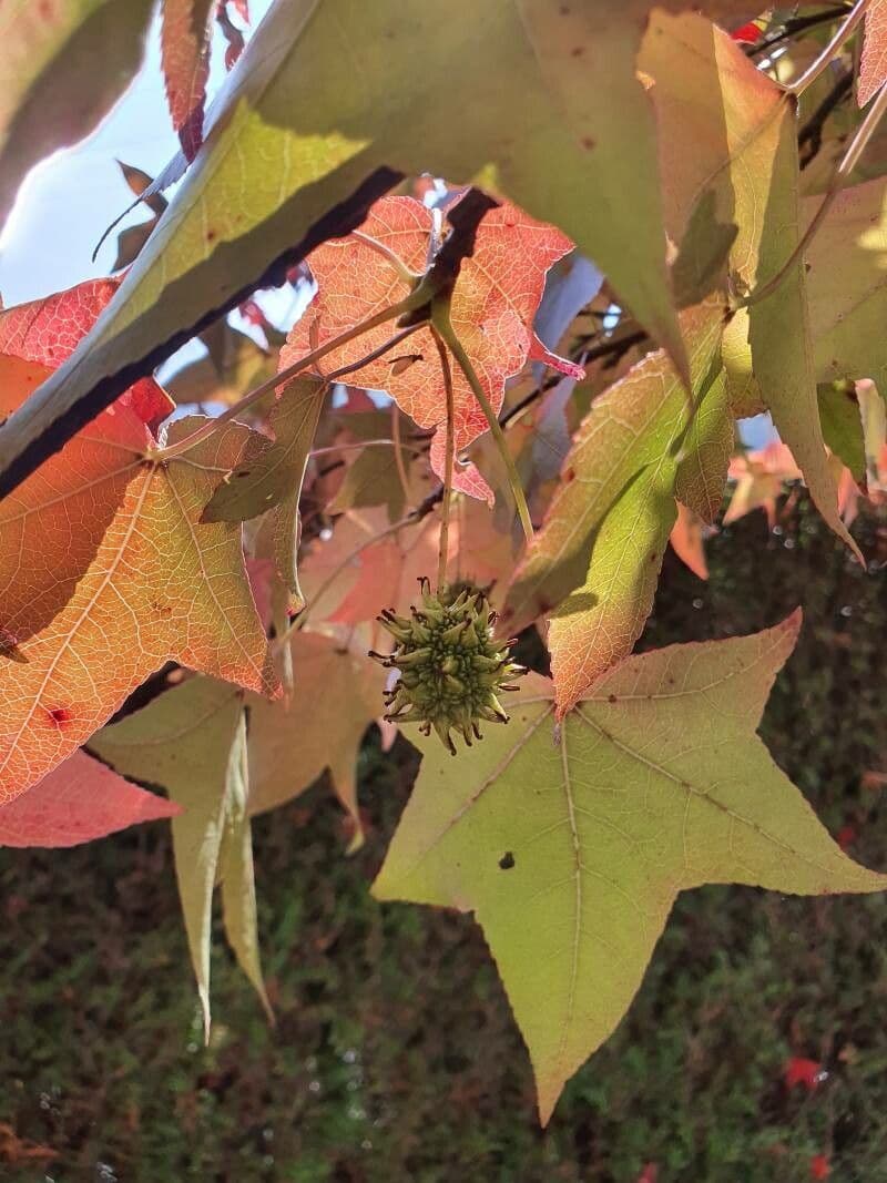 Liquidambar 7