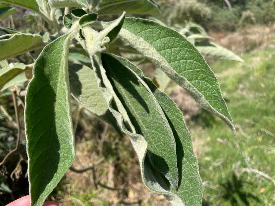Tabaquillo 19