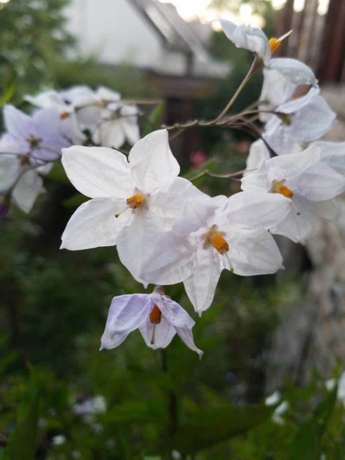 Solanum laxum 10