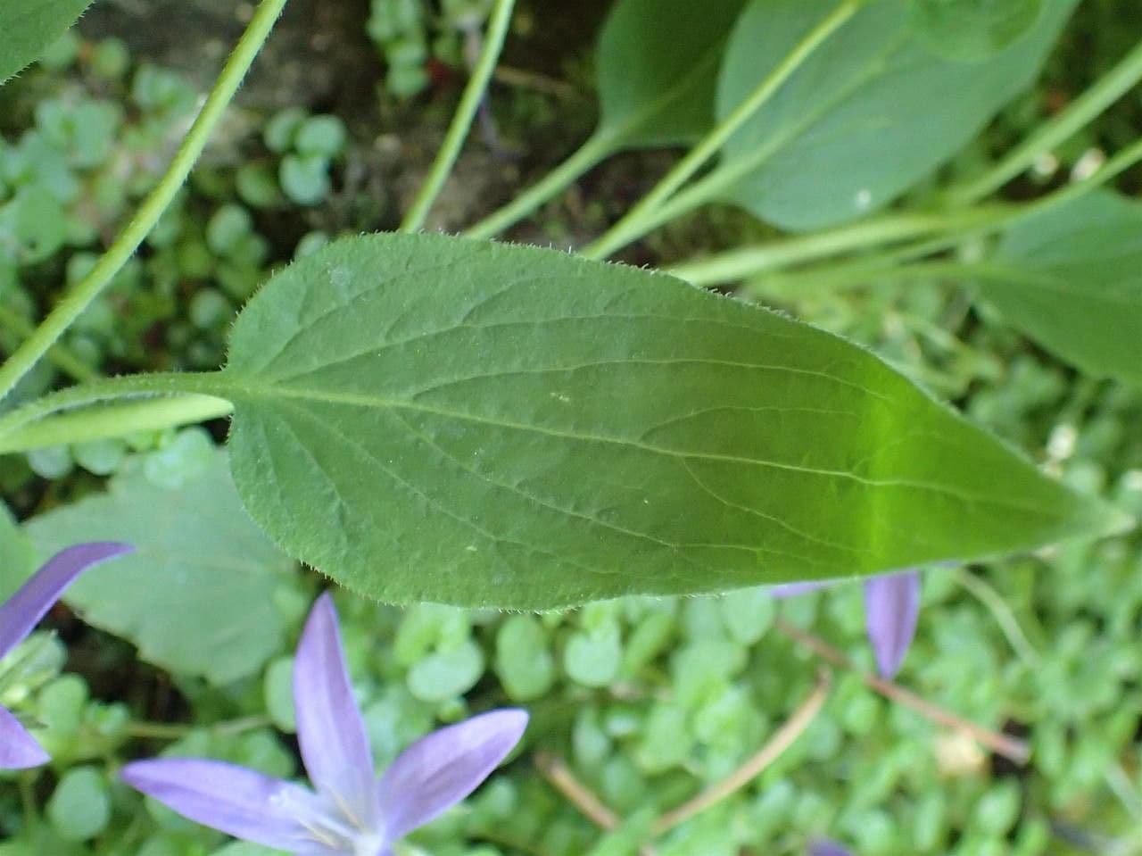 Codonopsis 9