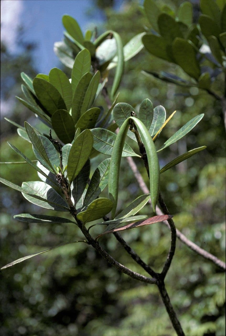 Himatanthus