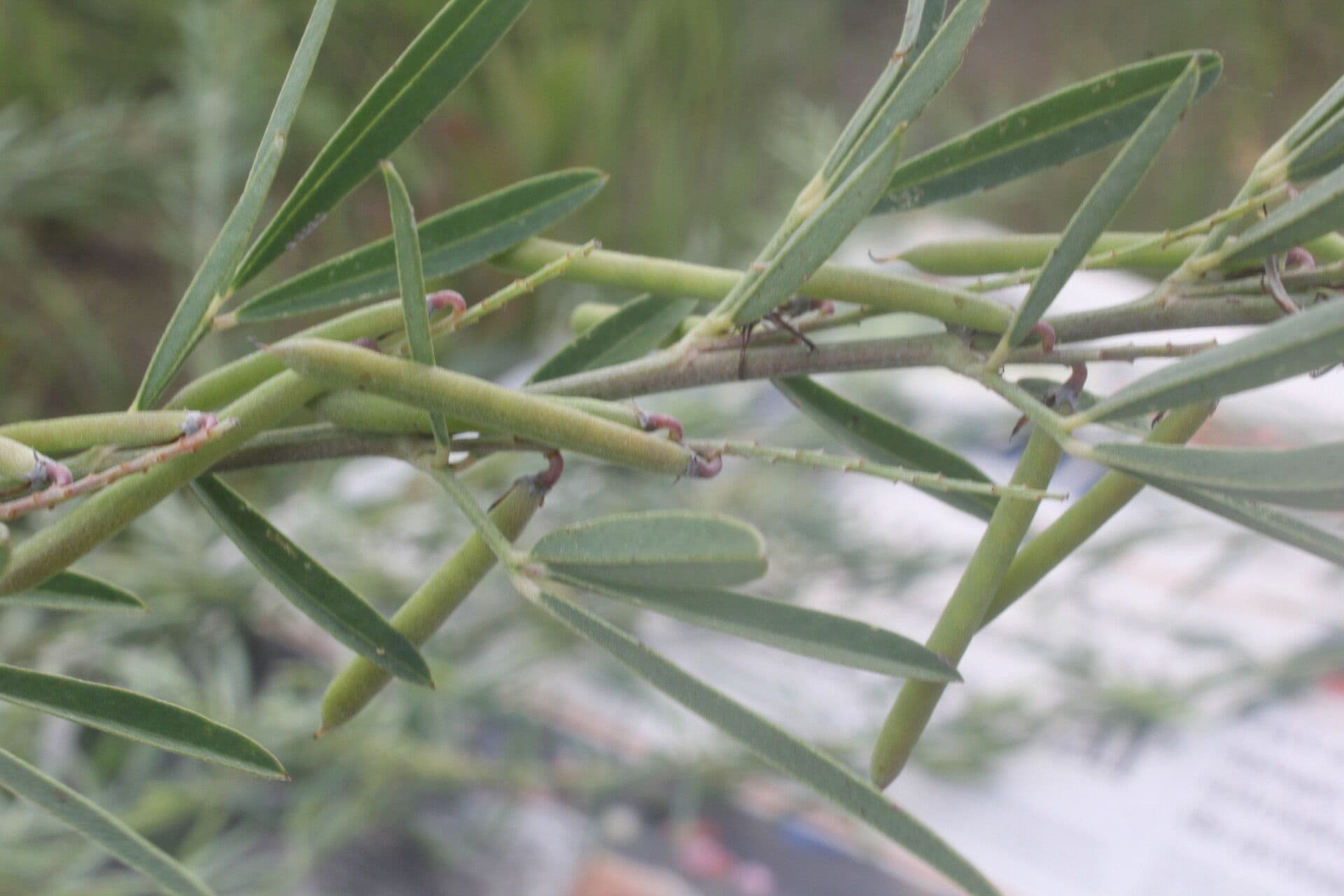 Indigofera 3