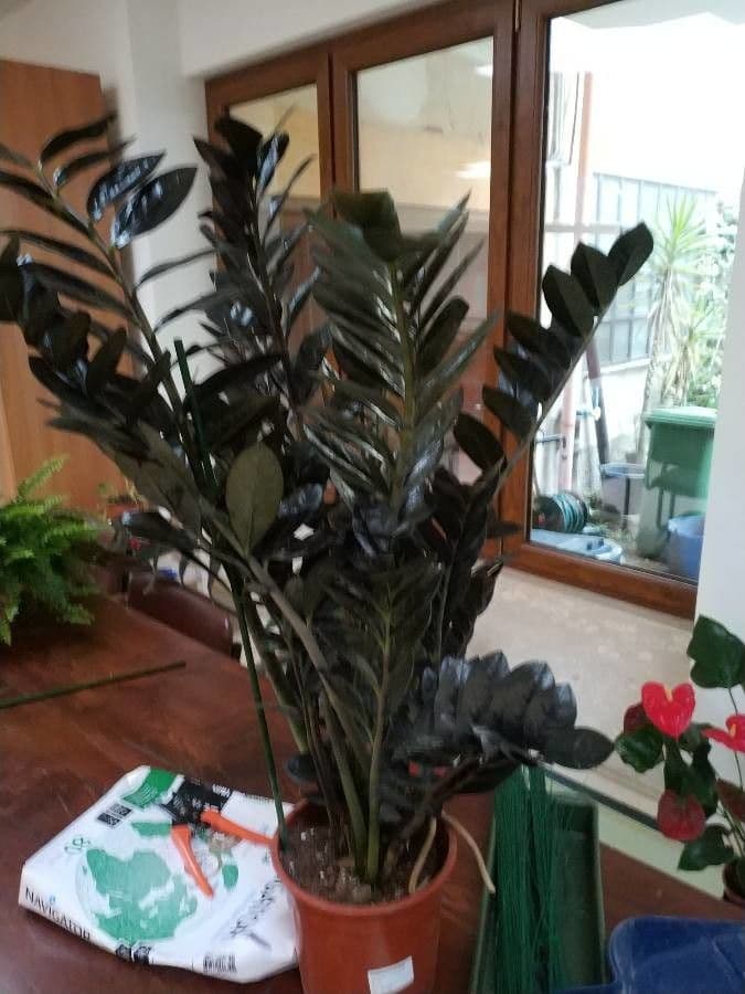 Pianta di ZZ 24