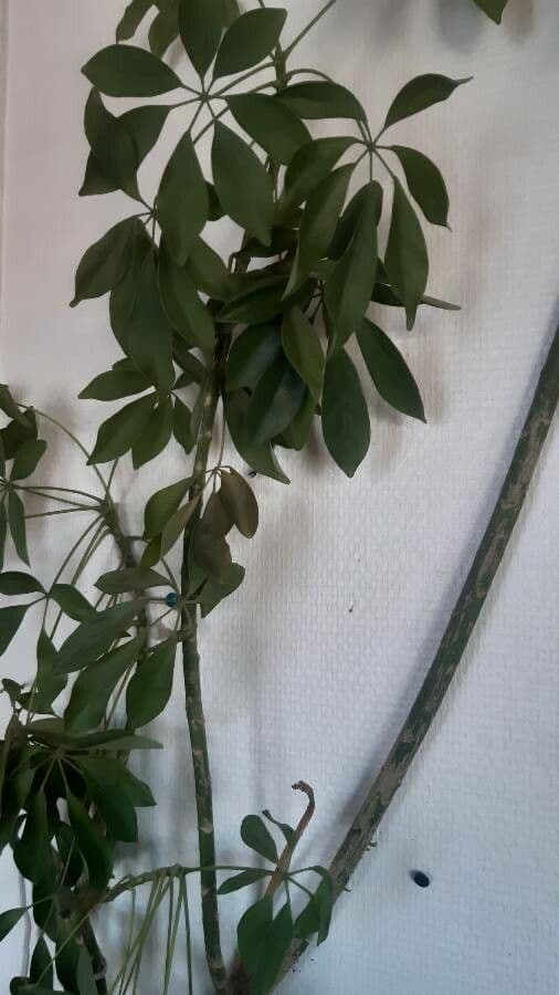 Schefflera 14