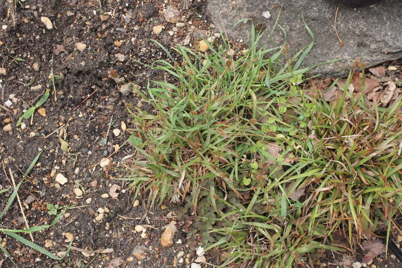 Erba lucciola comune 13