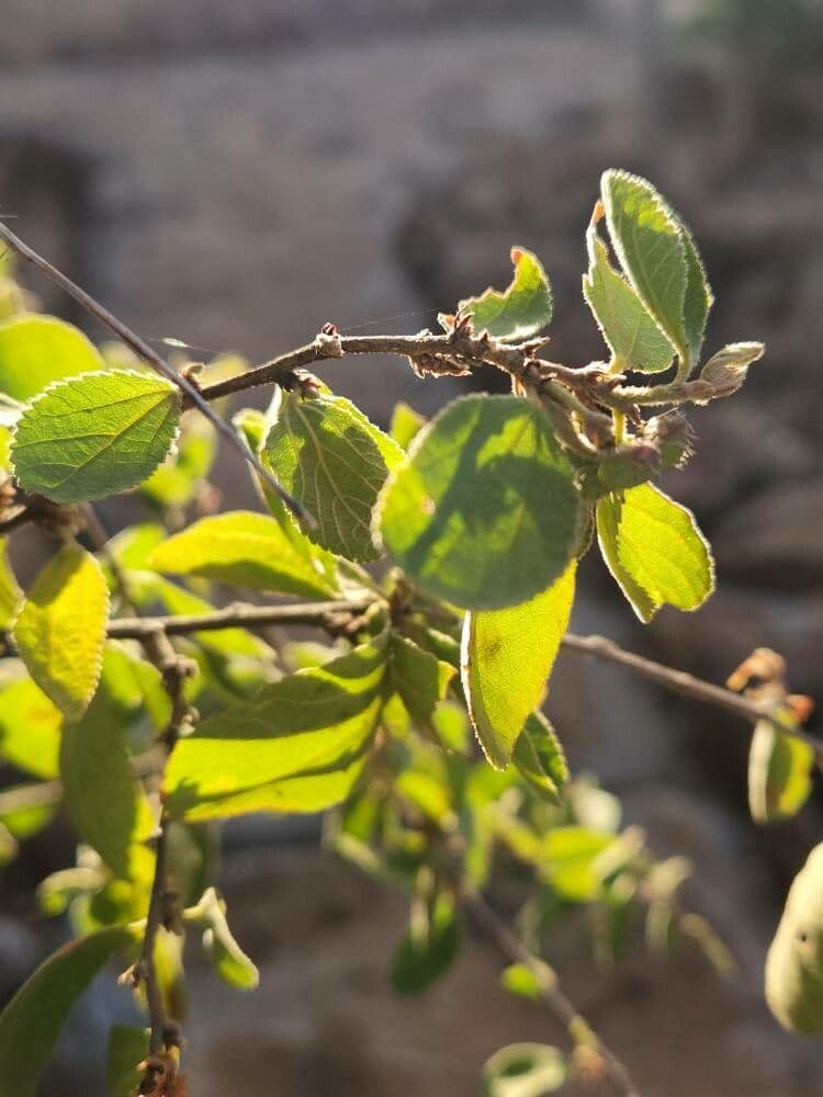 Grewia 5