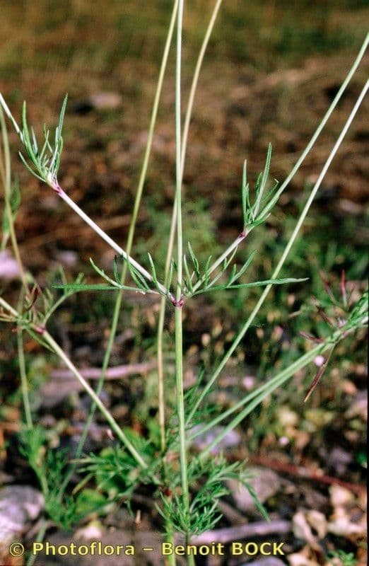 Scabiosa triandra 21