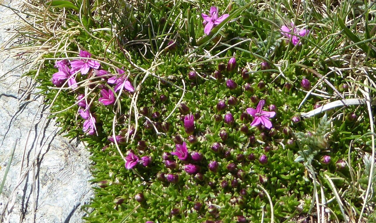 Silene a cuscinetto 11