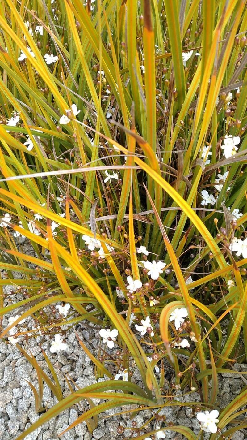 Libertia 9