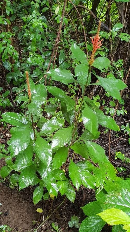 Aphelandra scabra 12