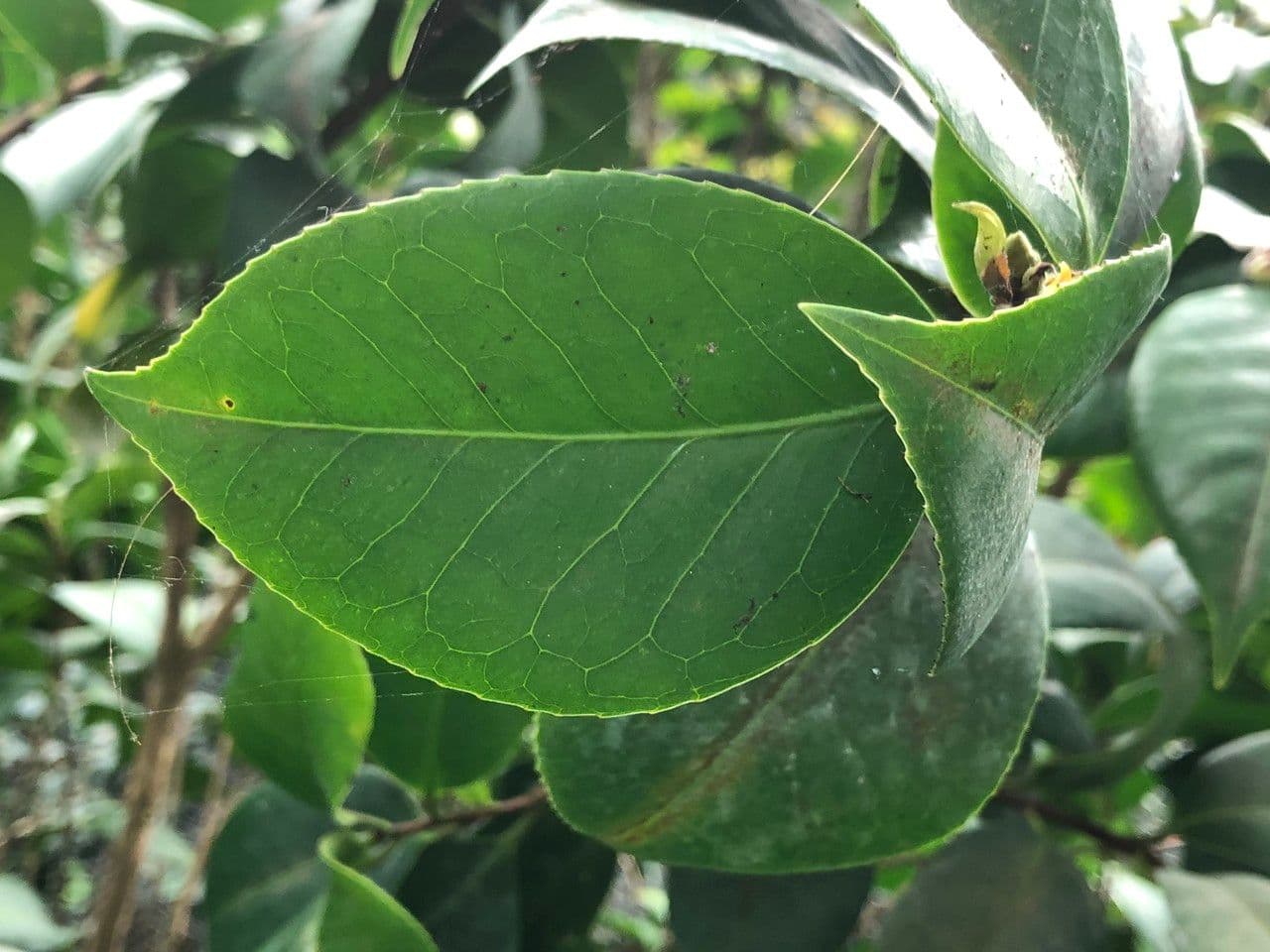 Camelia oleifera 20