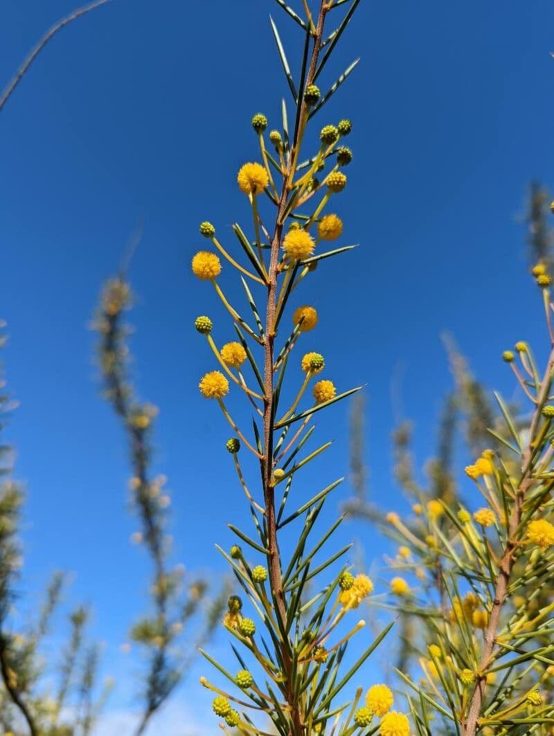 Acacia 2