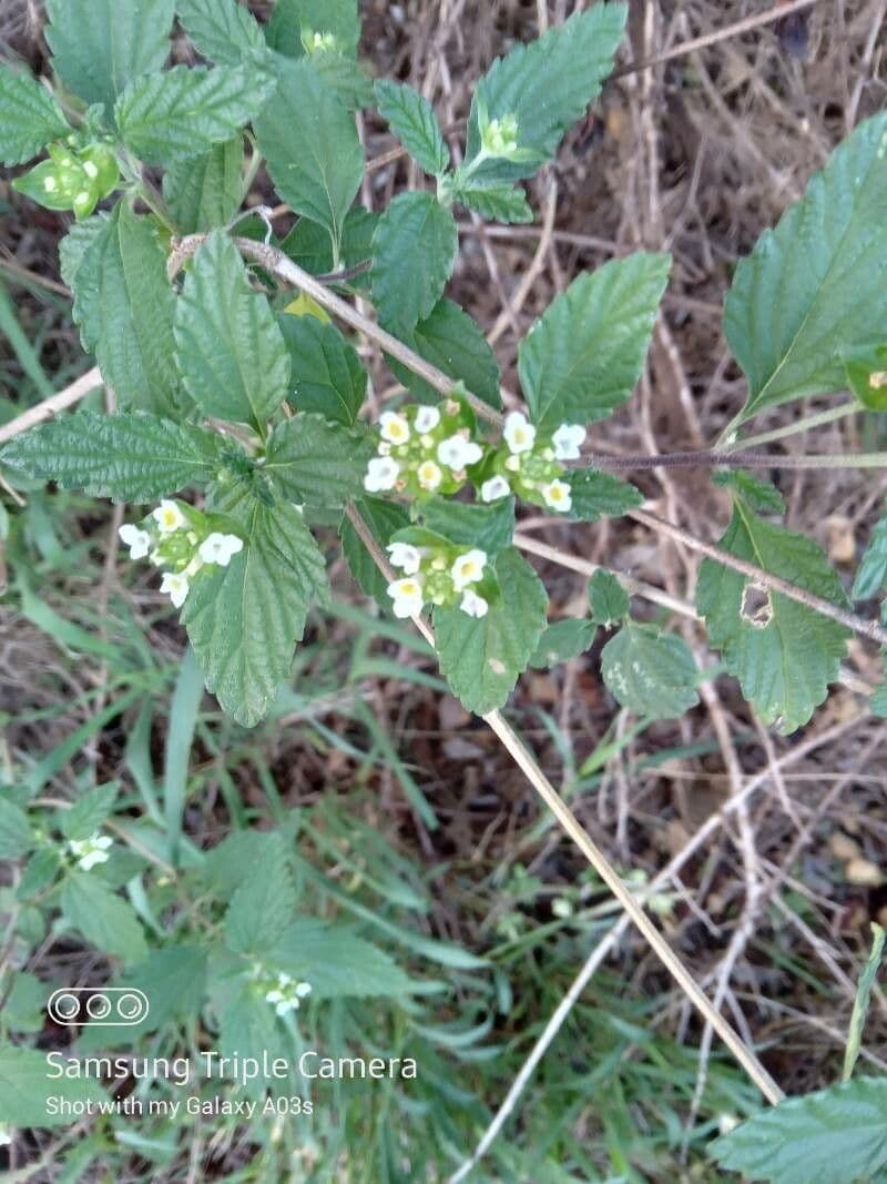 Lantana 8