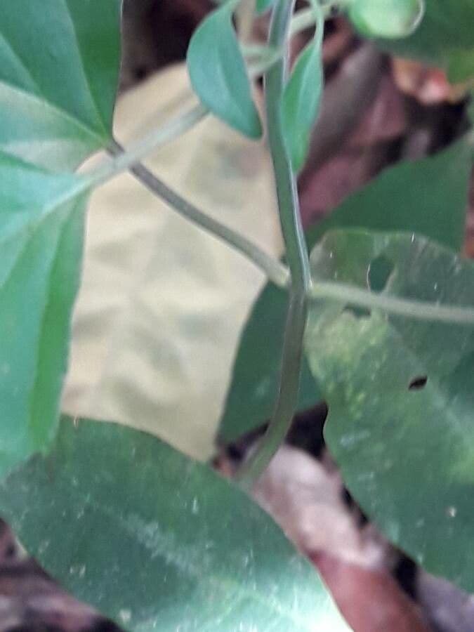 Scutellaria 23