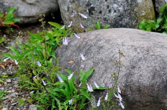 Penstemon di Watson 8