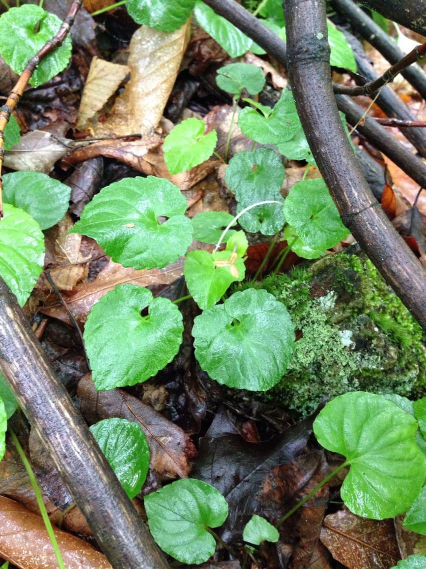 Viola di Selkirk 4