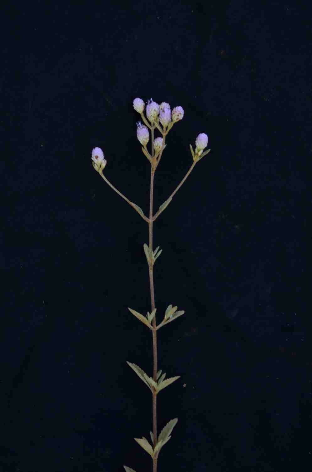 Chromolaena horminoides 9