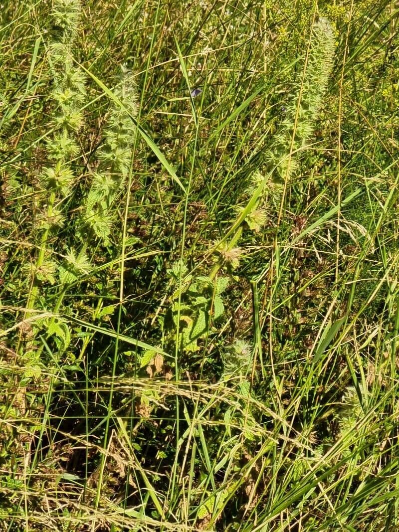 Berg-Gottesgnadenkraut 18