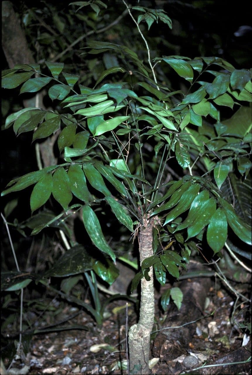 Zamia 2