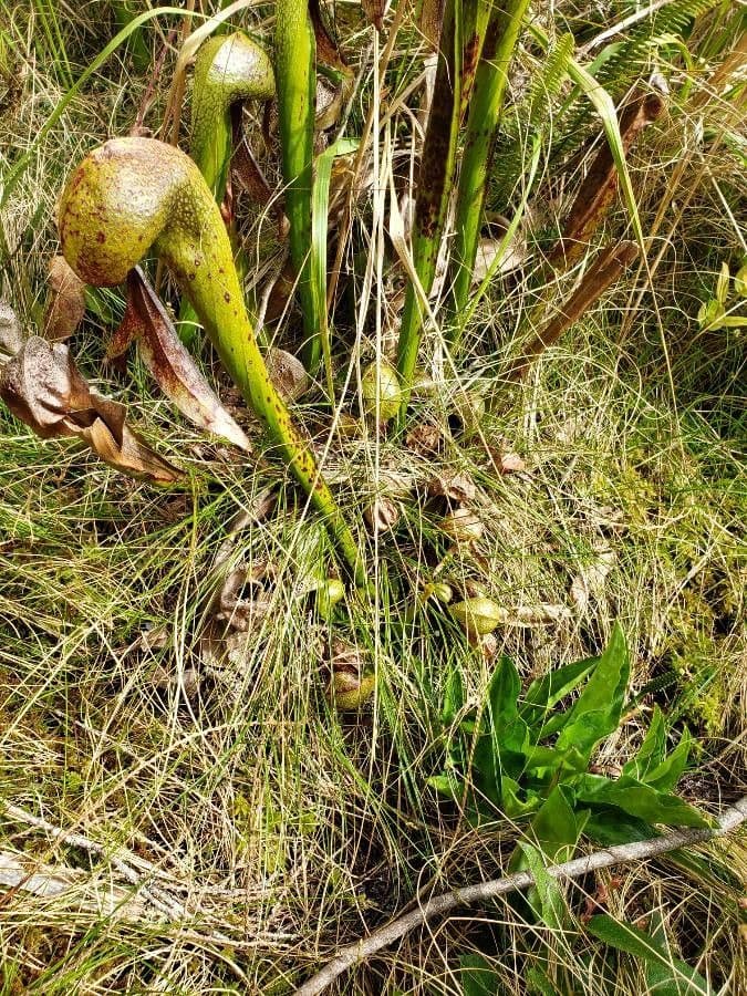 Darlingtonia californica 6
