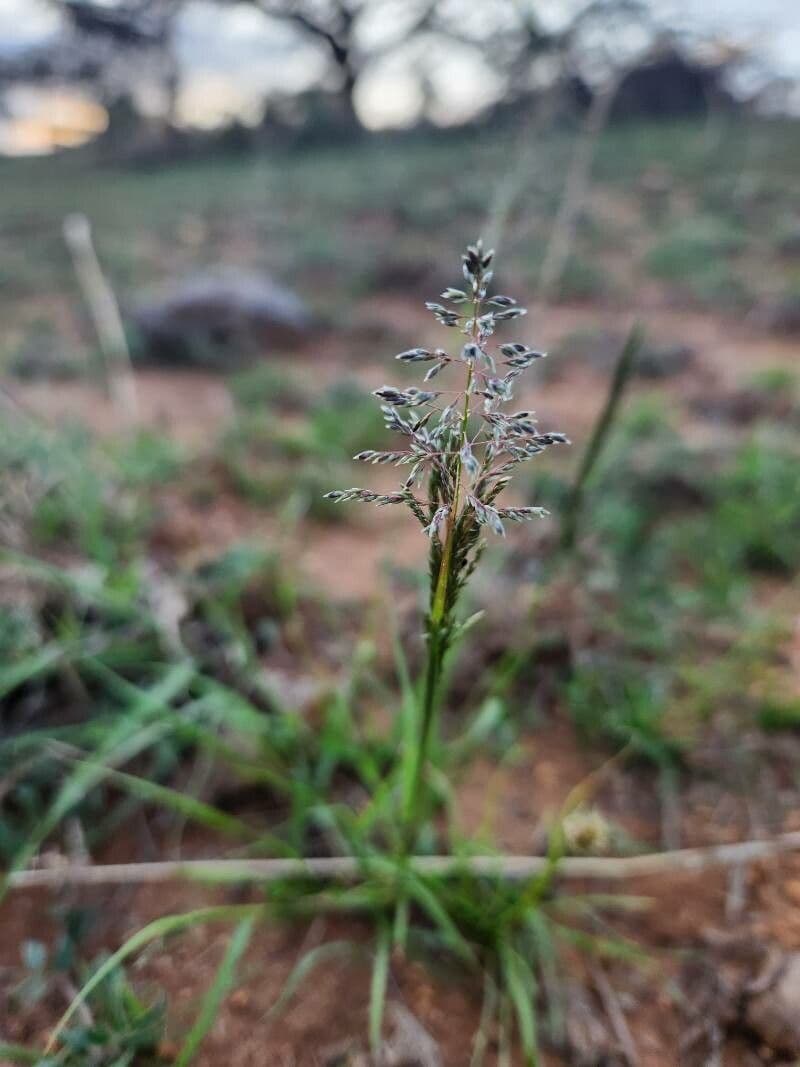 Sporobolus 3