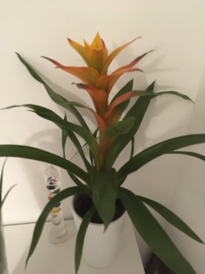 Guzmania monostachia 8