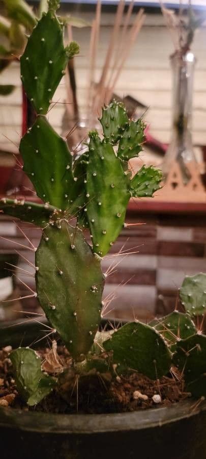 Opuntia a tre spine 26
