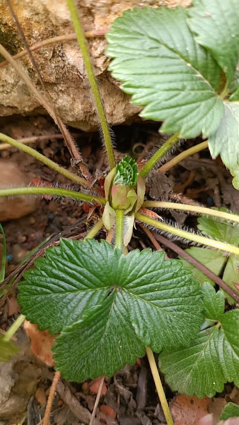 Fraisier vert 29