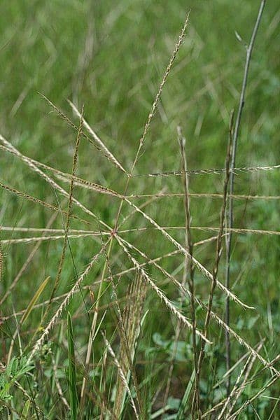 Chloris verticillée 12