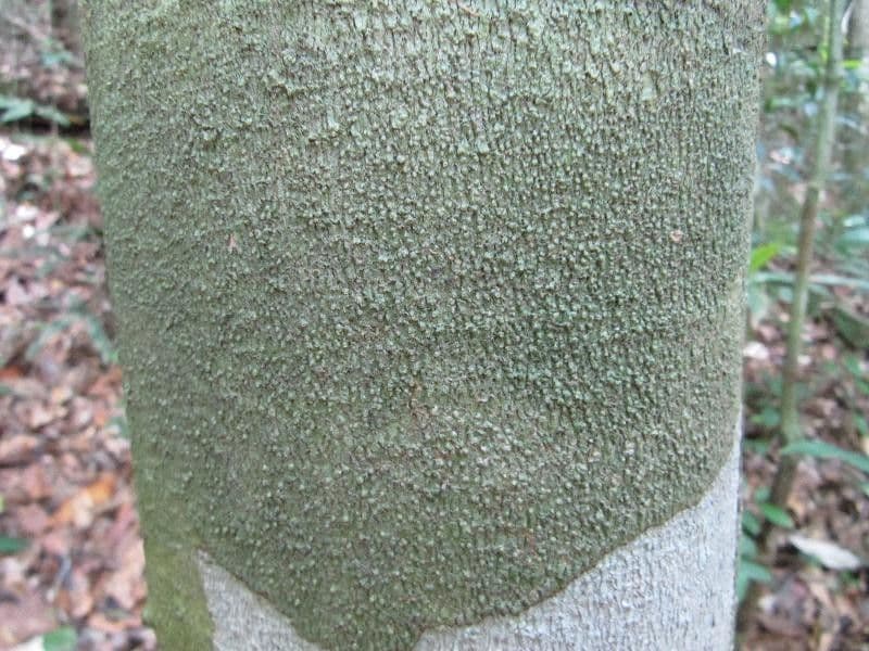Demerara-Kopalholzbaum
