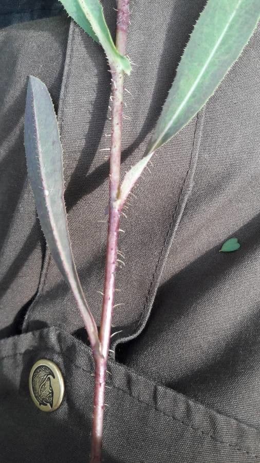 Lechuga amarga 19