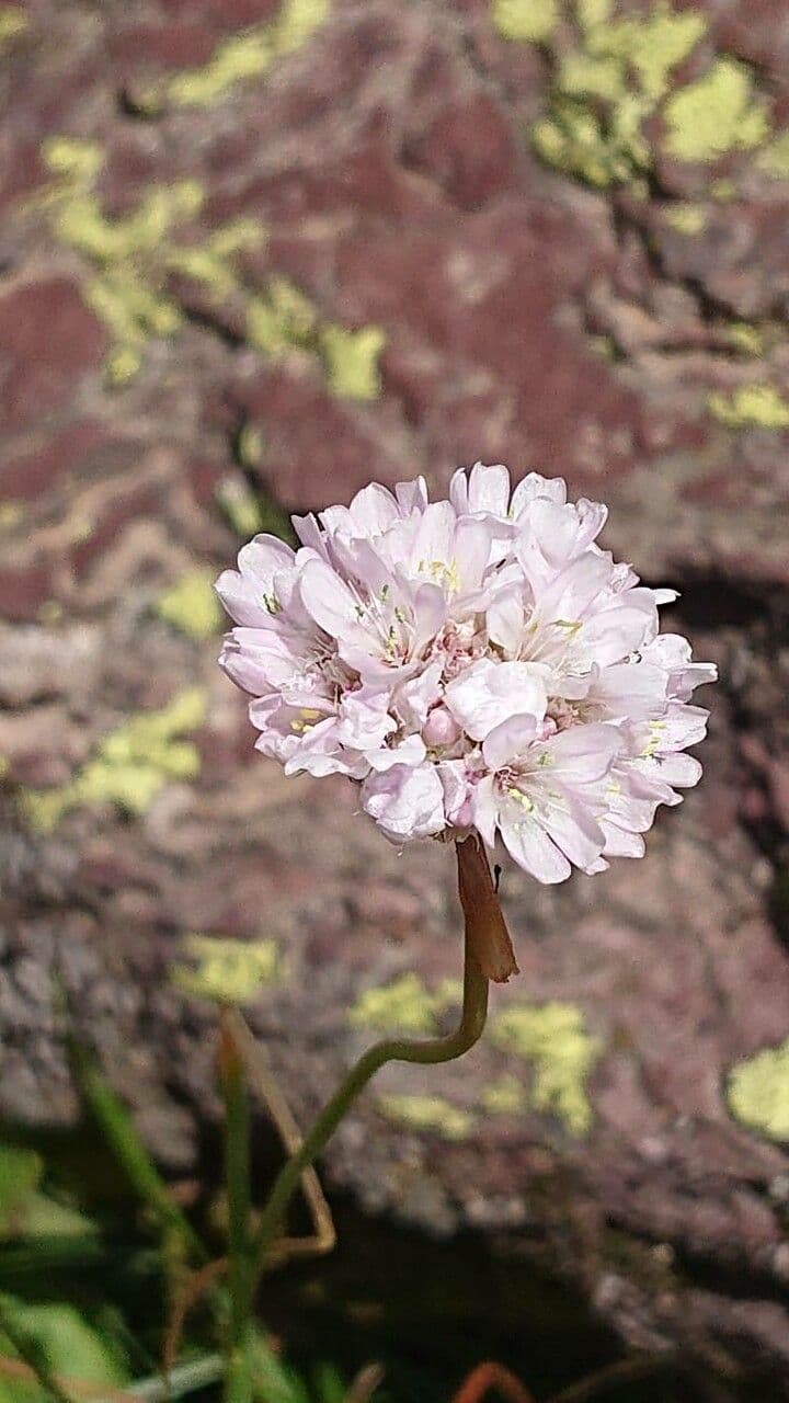 Armeria