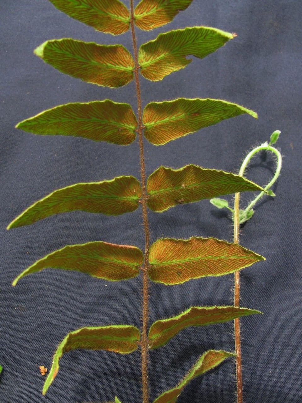 Hemionitis 4