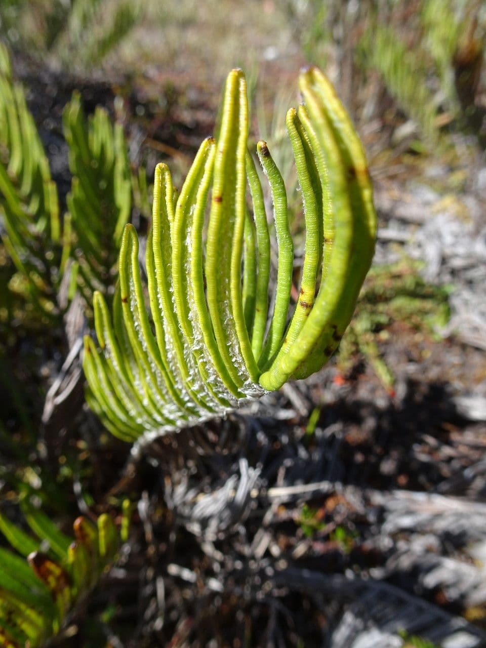 Blechnum 7