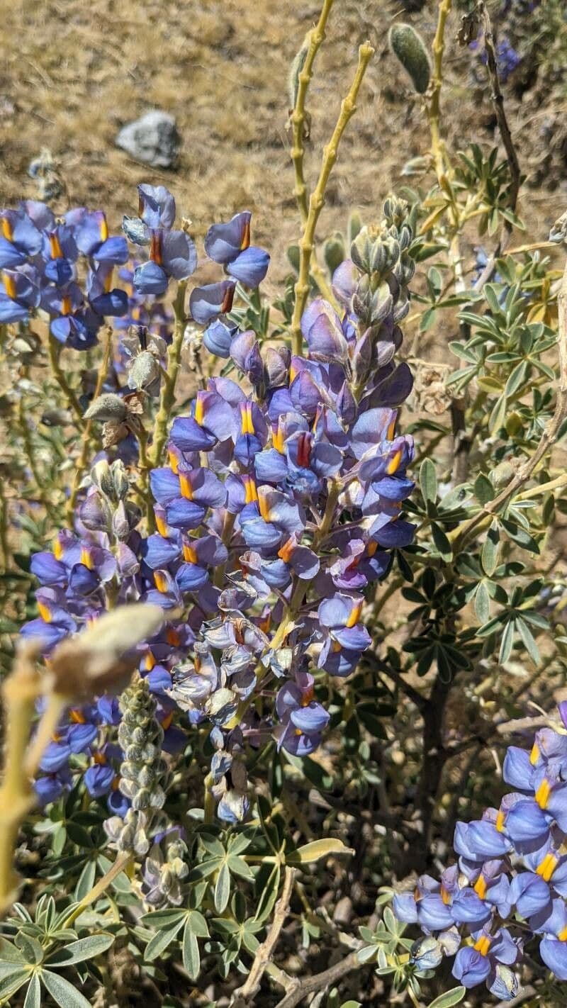 Berg-Lupine 3