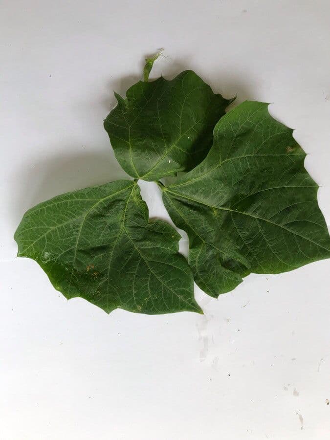 Jicama 16