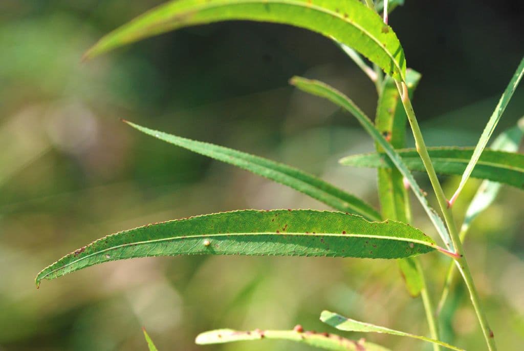 Ludwigia alternifolia 16
